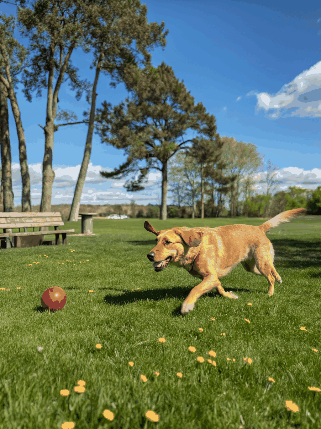 Playful puppy exploring the sanctuary grass